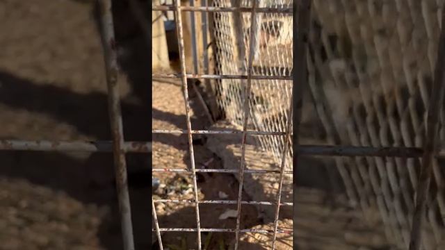 Прикольные маленькие обезьянки в мини зоопарке отеля в Хургаде ?