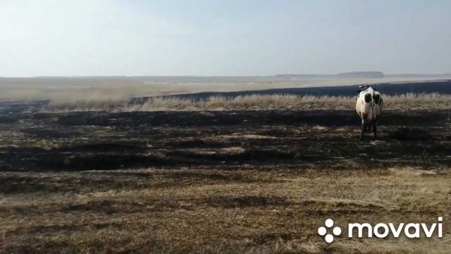 КОРОВ ОТПУСТИЛИ НА СВОБОДУ! КОРОВЫ ВСТРЕЧАЮТ ВЕСНУ! АГРЕССИВНЫЕ КОРОВЫ ПОСЛЕ ЗИМЫ! смотреть онлайн