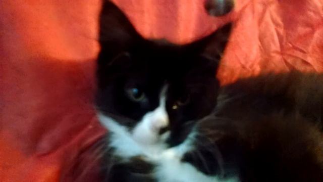 VID 20170605 1642270831 смотреть онлайн