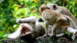Big Queen was grooming for big female monkey , ASMR Grooming