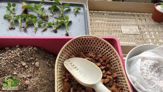 เก็บต้นมะพร้าวทะเลทราย Dorstenia foetida มาปลูกลงกระถาง | MookCactus смотреть онлайн