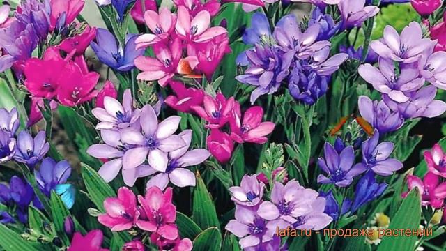 Ирис южная Смесь окрасок 🌿 южная ирис Смесь окрасок обзор: как сажать, луковицы ириса Смесь окрасок