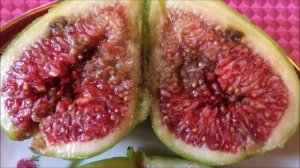 Figs. Инжир. Сбор, дегустация, характеристика сортов. Osborn Prolific, Cigar, , Burgan, Noire d'Agd