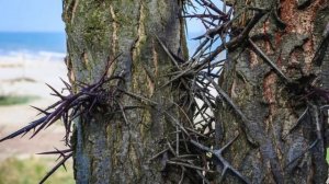 ЧЕМ ИНТЕРЕСНО ЖЕЛЕЗНОЕ ДЕРЕВО