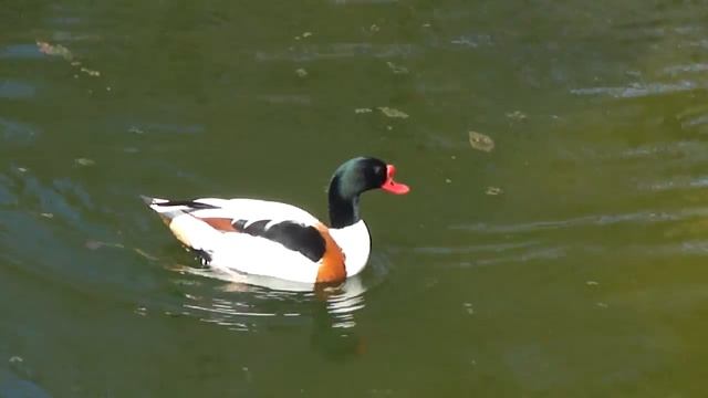 Уточка с красным клювом 19.04.11 смотреть онлайн