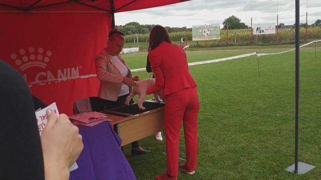 Jack Russel Terrier Puppy ring/ Щенки Джек рассел Винница 18.09.2021 смотреть онлайн