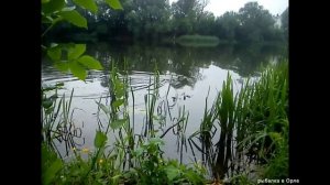 БОБР и плотва. Рыбалка на поплавок на реке Ока.