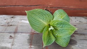 ХОСТЫ 2021. НОВИНКИ КОЛЛЕКЦИИ. ЧАСТЬ 4.