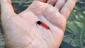 Эта приманка ловит даже в глухозимье. Имитация мотыля