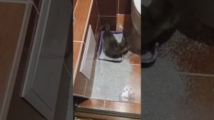 Как приучить котенка к горшку