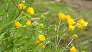 Буйный взрыв радости  Для женщин  Настрой от онкологии академика Сытина Г.Н.