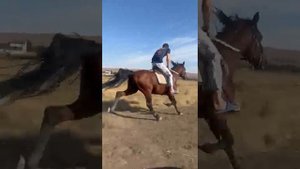 Французский Рысак 6 лет,рост 1.57м,цена 350тыс