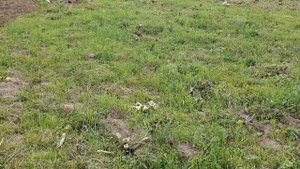 выравнивание участка почвофрезой после плуга