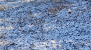 Заготовка дров / запуск ИЖ Планета 5 в Мороз