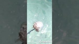 Опасная рыба индийского океана