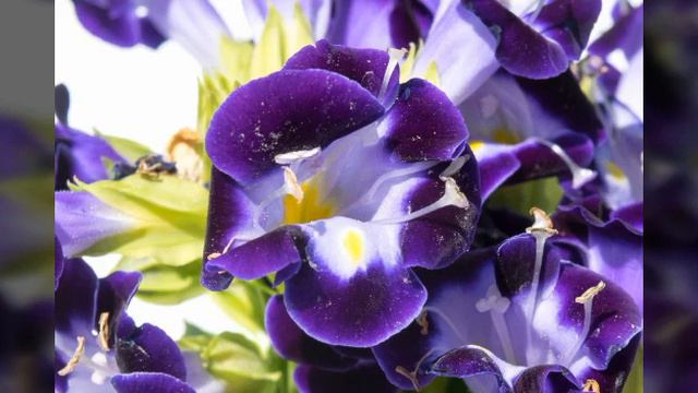 Romantična torenija смотреть онлайн