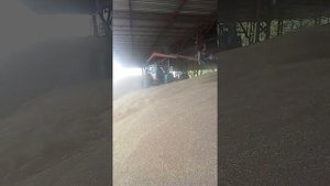 Буртовка зерна на току