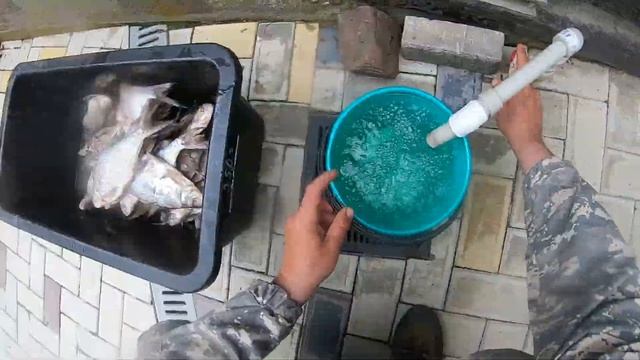 Засолка рыбы. Солим и вялим леща в домашних условиях