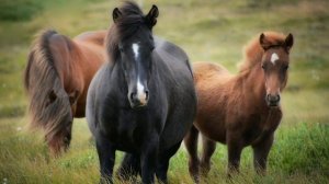 Презентация Как говорят животные про лошадку лошадь