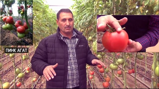 Какие из розовых томатов лучше выращивать на весну ? смотреть онлайн