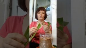 Мой цитрусовый мир Размножение цитрусовых Секреты черенкования Прививки Сроки зацветания цитрусовых