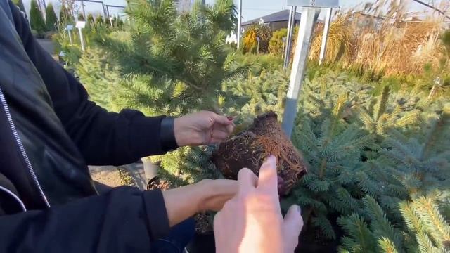 ЁЛКА ДЛЯ САДА И НОВОГО ГОДА. Хвойные в саду. смотреть онлайн