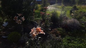 Как влияет обработка роз сывороткой от трипсов на их цветение! И почему я выбрала сыворотку.