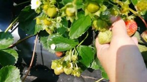 Маджестик. Супер сорт НСД!!! ЗЕМЛЯНИКА.