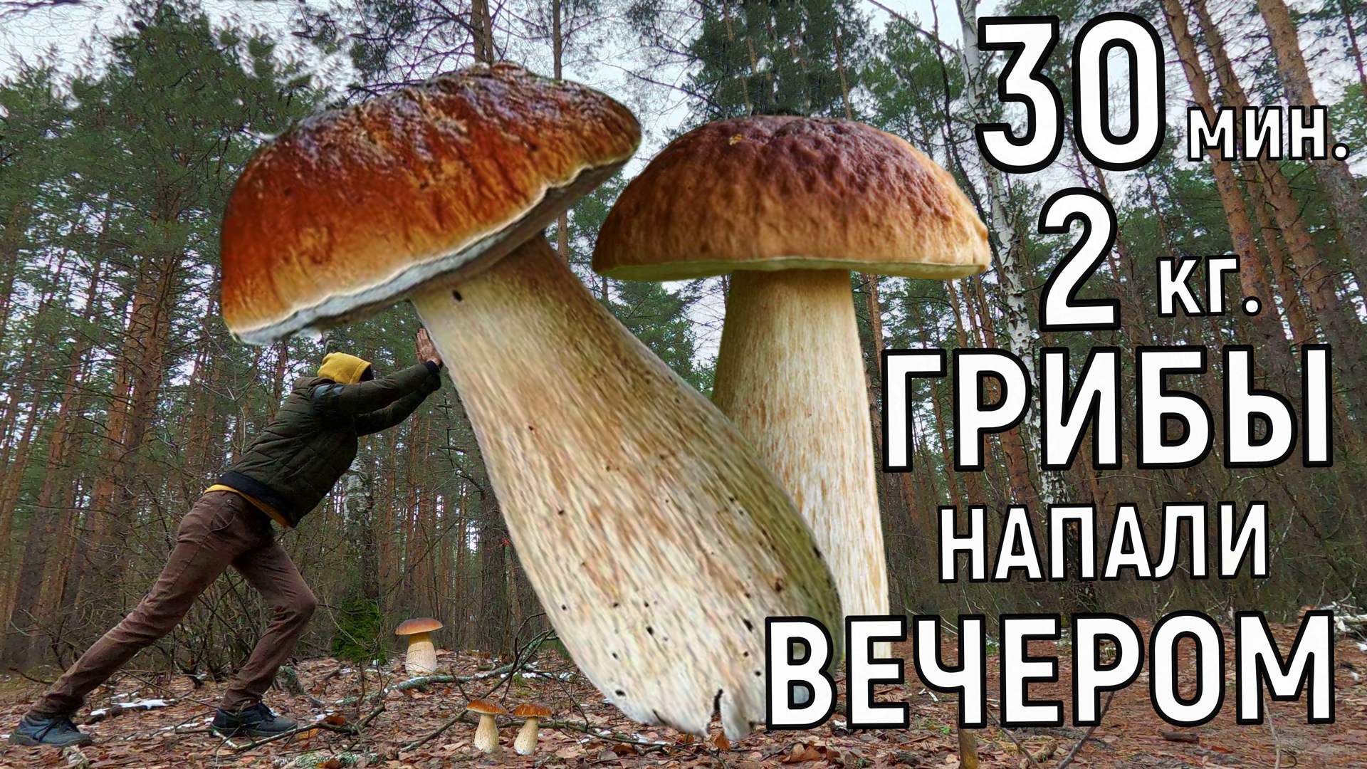 Gathering mushrooms. Грибы атакуют. Грибы 2023. Тихая охота грибы 2022 Пермский край. Грибы ждут тебя.