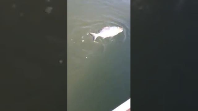 Jarred bream on gulp craw смотреть онлайн