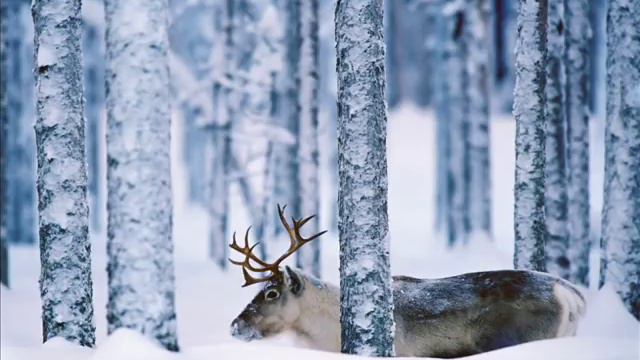 Agalloch - The Hawthorne Passage