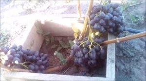 ВИНОГРАД НАДЕЖДА АЗОС