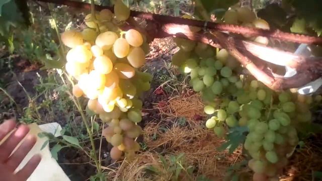 хамелеон смотреть онлайн