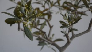 Все о Бонсай из Оливки. Olea Silvestris и Olea Europaea
