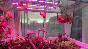 Уход за хищными растениями. #7