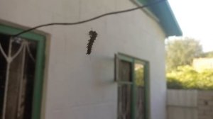 Жизнь гусеницы