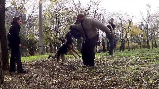 немецкие овчарки: Лерой, Сью и стафф Джеф (первое занятие) смотреть онлайн