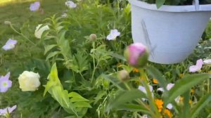 PEONIES SPRING BLOOMS 2021 IN MY GARDEN #Lenie’s Garden