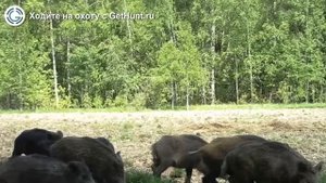 Охота в Калужской области – Охотничье хозяйство ООО «Воря» охота на лося в Калужской области