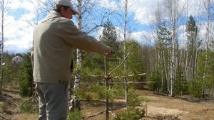 НИВАКИ из сосны. ЗАМЕНА МАКУШКИ. Искривляем ствол.