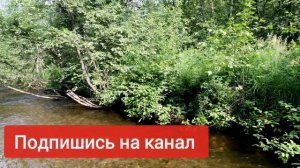 Ловля хариуса в небольшой реке. Иду вниз по реке и проверяю мушки.