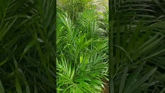 Areca palm best oxygen rich indoor plant || @KAARIGIRIbyMayuriPatel