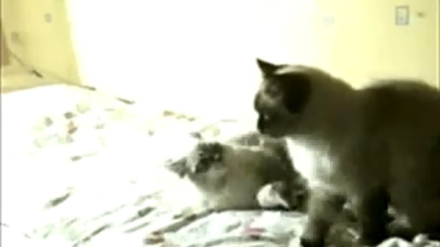 Кошачье мочилово