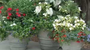 SunPatiens® - Jardin Express