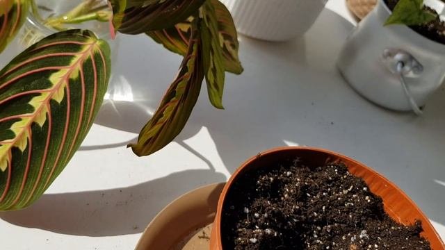 Комнатные растения┊Секреты простого ухода