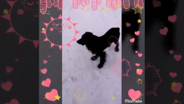 Моя собака.