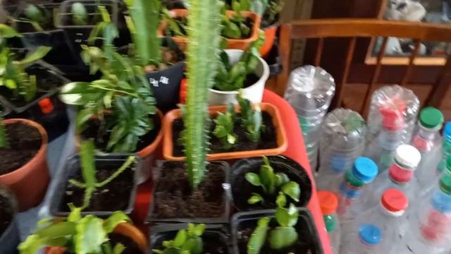 УЕЗЖАЮ В ОТПУСК! ПОЛИВАЮ КОМНАТНЫЕ РАСТЕНИЯ. смотреть онлайн