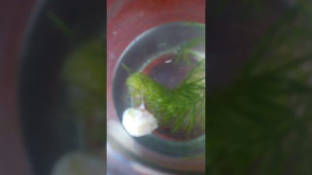 Жук - водолюб отложил личинки и кокон смотреть онлайн