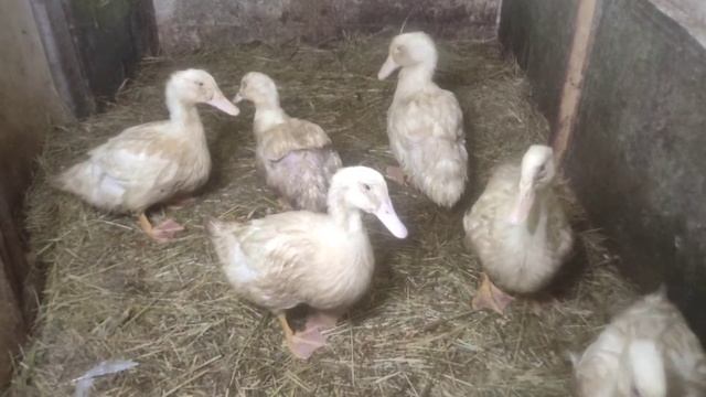 Утки Агидель к НОВОГОДНЕМУ столу. смотреть онлайн