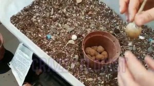 Уход и посадка каудексных растений